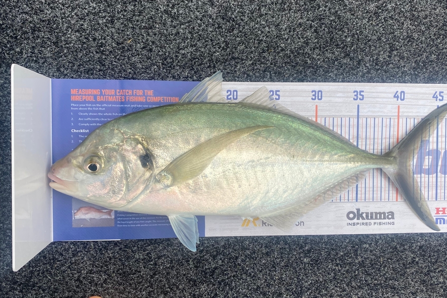 Nicholas Mowlem caught this 41.5cm Trevally at Papamoa during The Hirepool Baitmates Fishing Comp