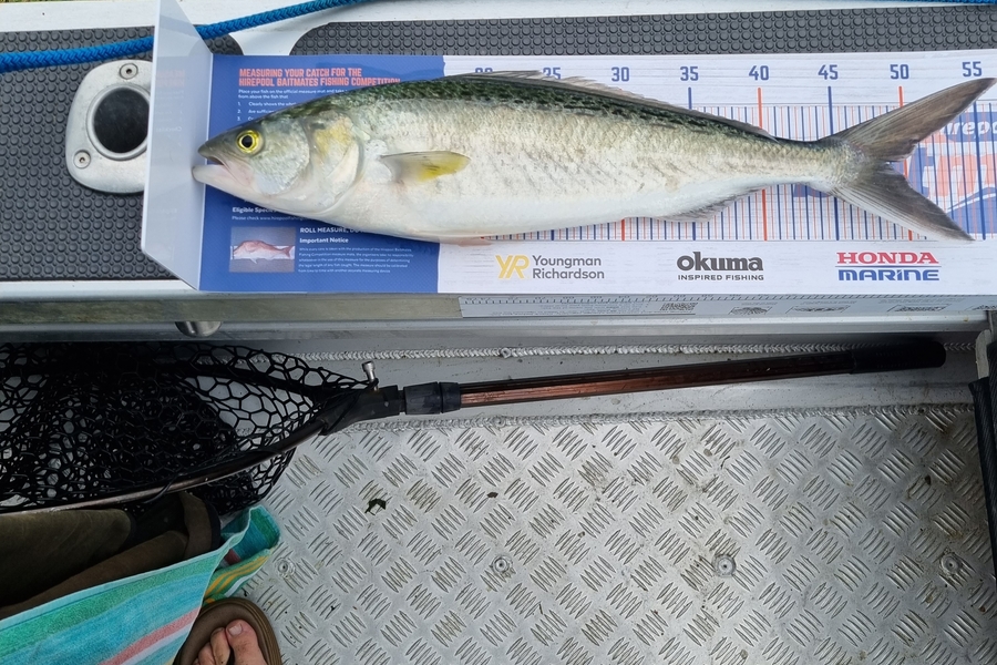 Sean Batt caught this 48.5cm Kahawai at Huia manukau  during The Hirepool Baitmates Fishing Comp