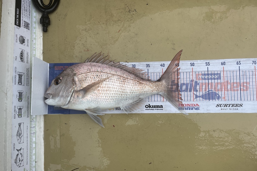 Lee Paetai caught this 45.0cm Snapper at Tamaki river, Auckland during The Hirepool Baitmates Fishing Comp