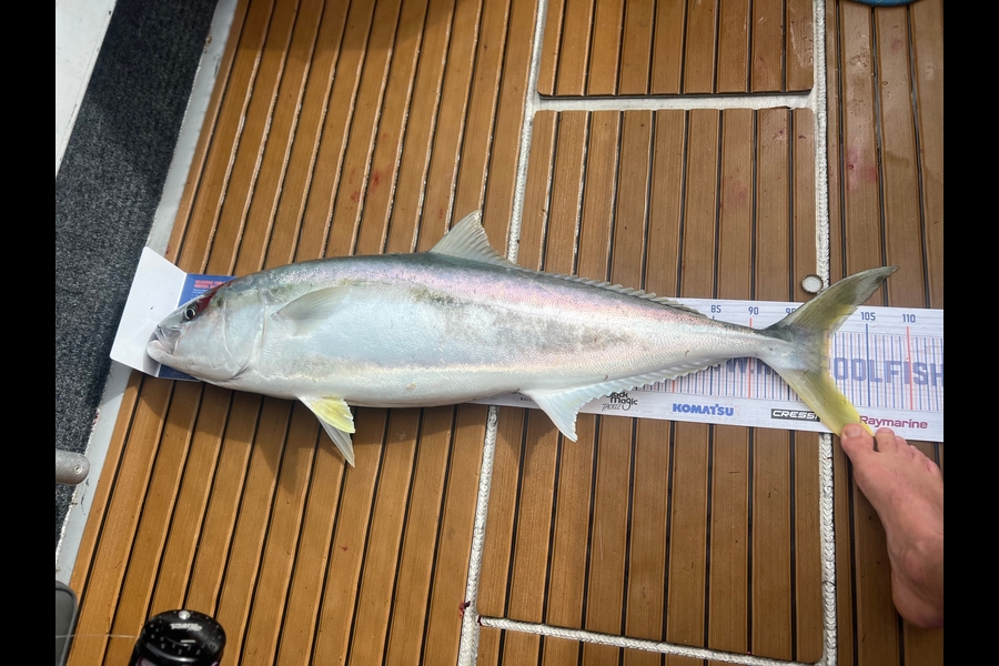 Ethan Palmer caught this 100.0cm Kingfish at Bay of Plenty  during The Hirepool Baitmates Fishing Comp