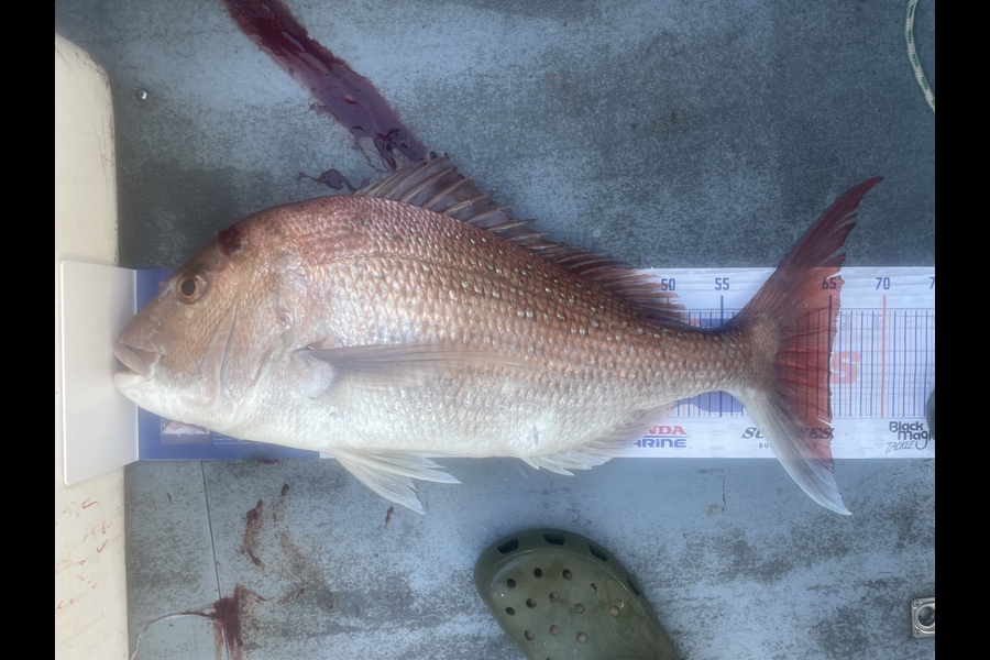 Regan George caught this 65.0cm Snapper at Urenui  during The Hirepool Baitmates Fishing Comp