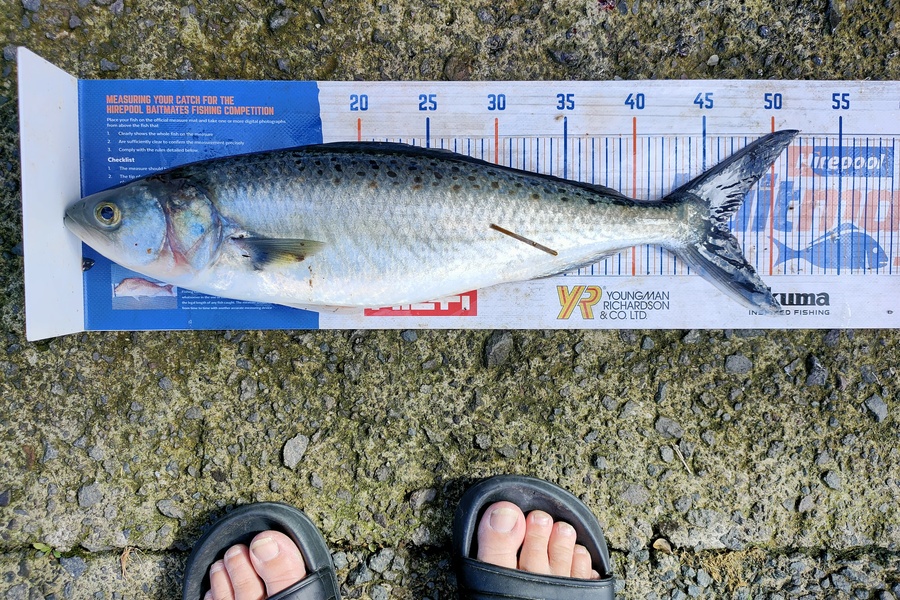 Janine Cornelder caught this 46.5cm Kahawai at Tauranga during The Hirepool Baitmates Fishing Comp