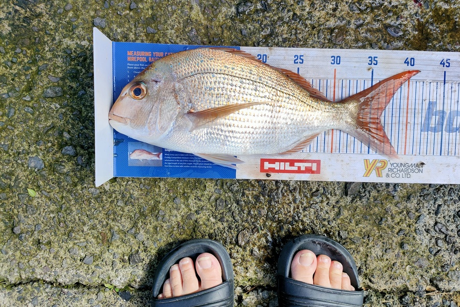 Janine Cornelder caught this 36.5cm Snapper at Tauranga during The Hirepool Baitmates Fishing Comp