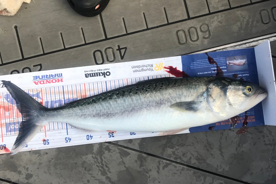 David Monagan caught this 55.0cm Kahawai at Pourerere  during The Hirepool Baitmates Fishing Comp