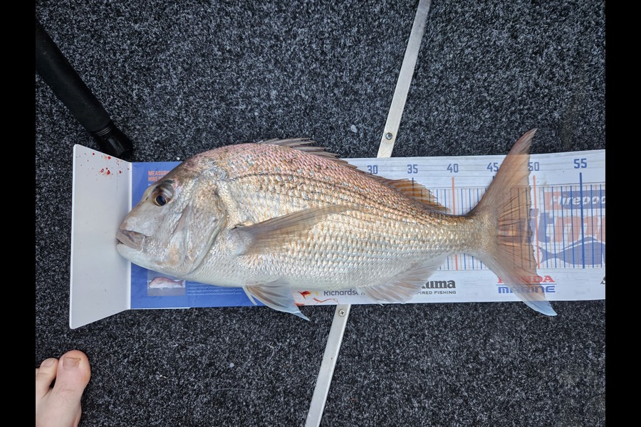 Ricky Bogue caught this 49.0cm Snapper at Stanmore Bay during The Hirepool Baitmates Fishing Comp