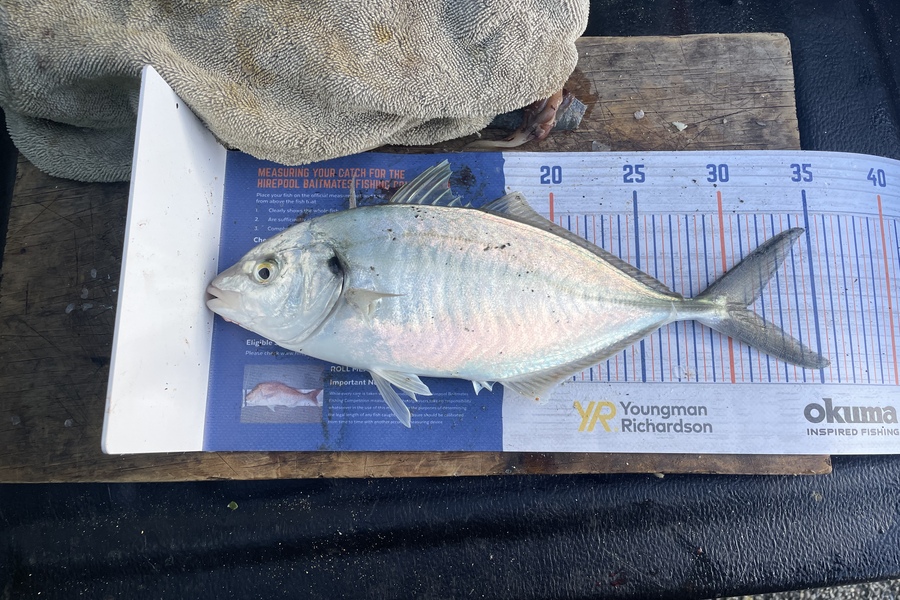 Kieran Daly caught this 31.0cm Trevally at Wellington  during The Hirepool Baitmates Fishing Comp
