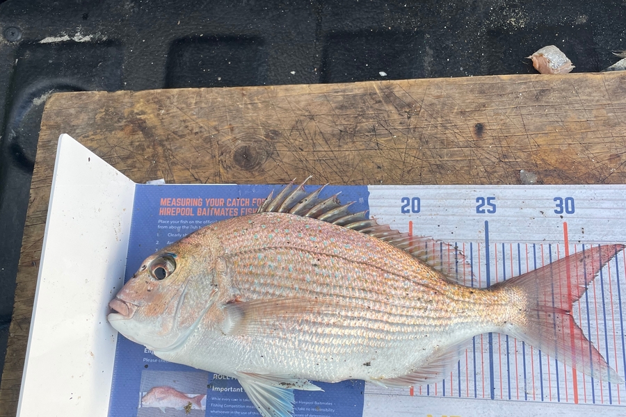 Kieran Daly caught this 30.0cm Snapper at Wellington during The Hirepool Baitmates Fishing Comp