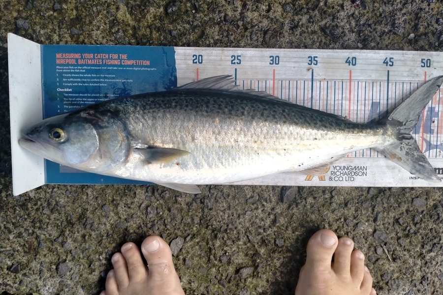 Andrew Cornelder caught this 48.0cm Kahawai at Tauranga  during The Hirepool Baitmates Fishing Comp