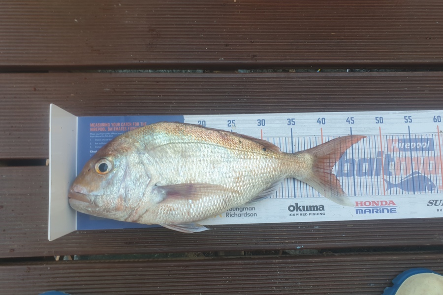 Vini Stevens caught this 41.0cm Snapper at EBOP during The Hirepool Baitmates Fishing Comp