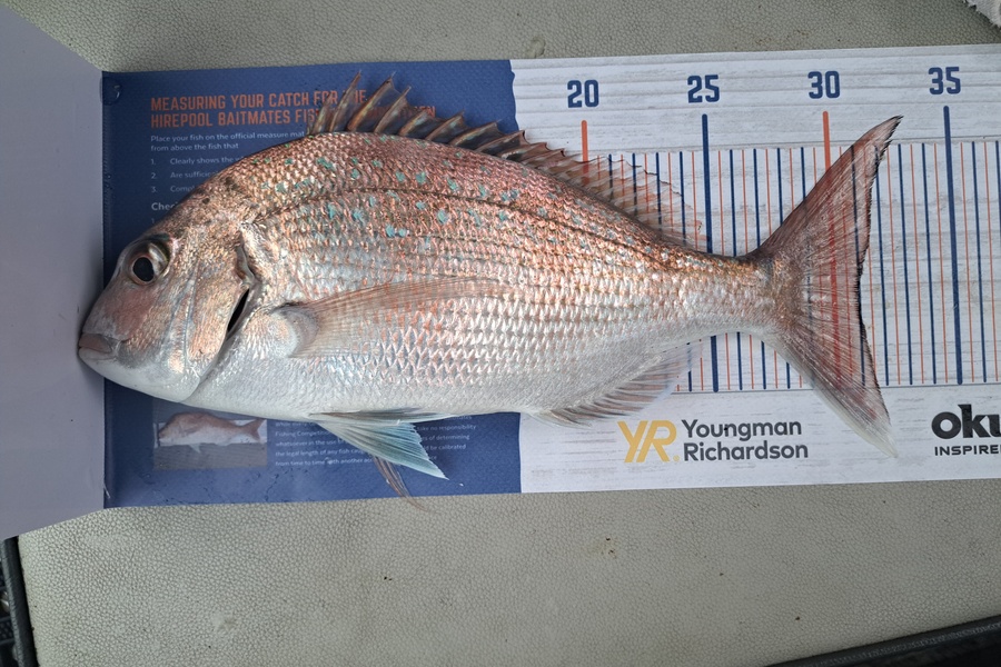Harry Kovacs caught this 31.0cm Snapper at Wellington Harbour during The Hirepool Baitmates Fishing Comp