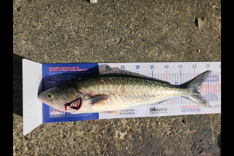 Leroy Grant caught this 50.0cm Kahawai at Opua during The Hirepool Baitmates Fishing Comp