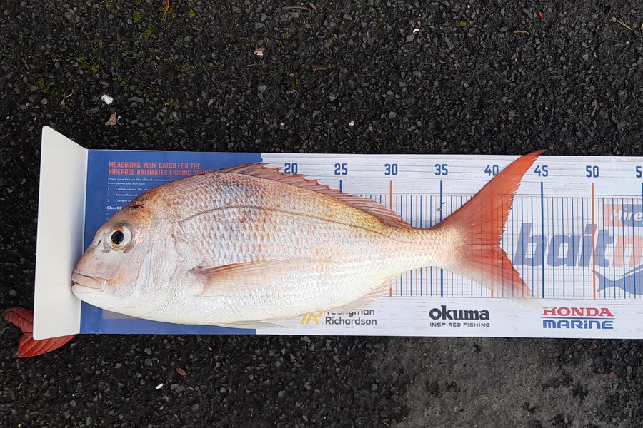 Jaccarl Reihana caught this 40.0cm Snapper at Bream bay during The Hirepool Baitmates Fishing Comp