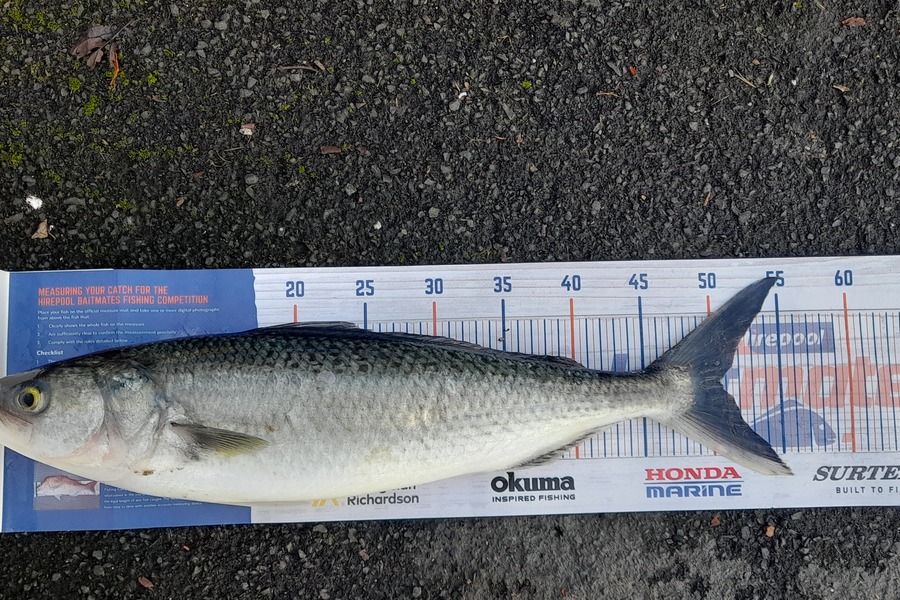 Jaccarl Reihana caught this 50.0cm Kahawai at Bream bay during The Hirepool Baitmates Fishing Comp