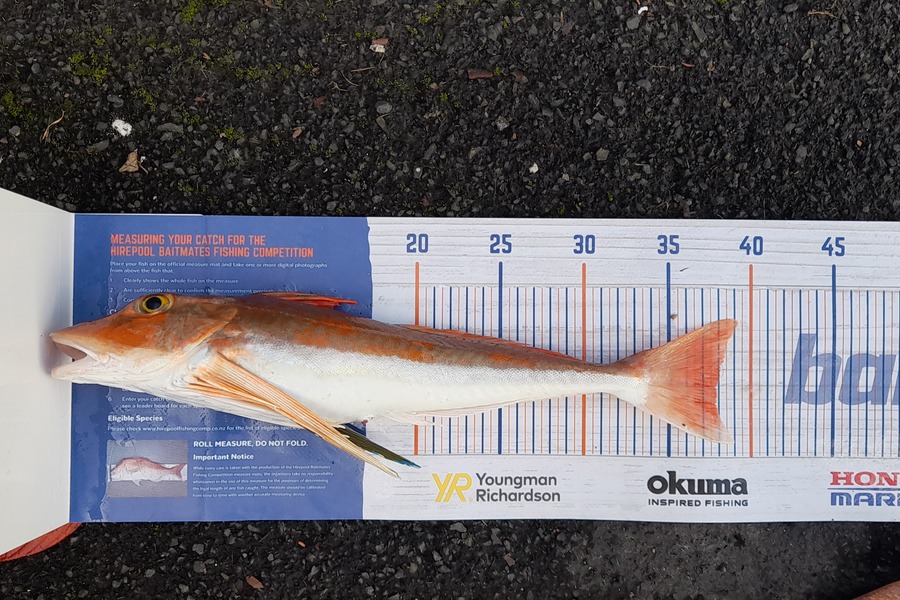 Jaccarl Reihana caught this 37.5cm Gurnard at Bream bay during The Hirepool Baitmates Fishing Comp