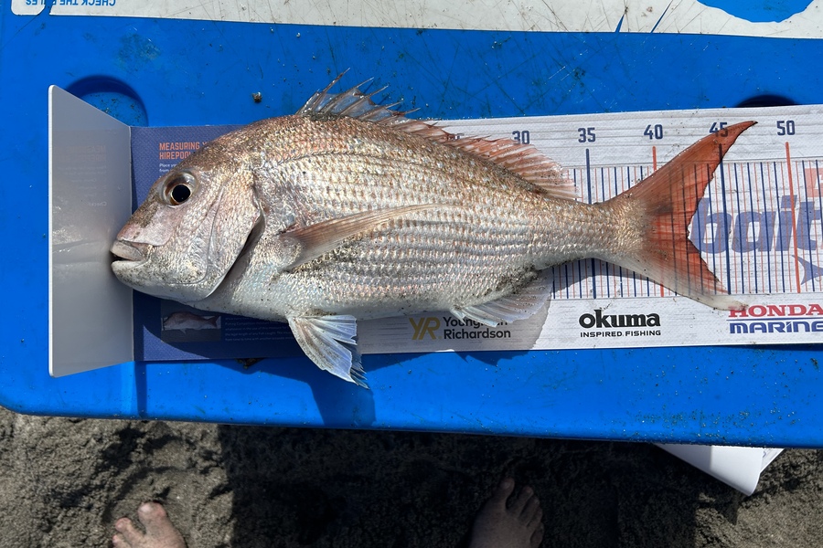 jacob maj caught this 42.0cm Snapper at Matata  during The Hirepool Baitmates Fishing Comp