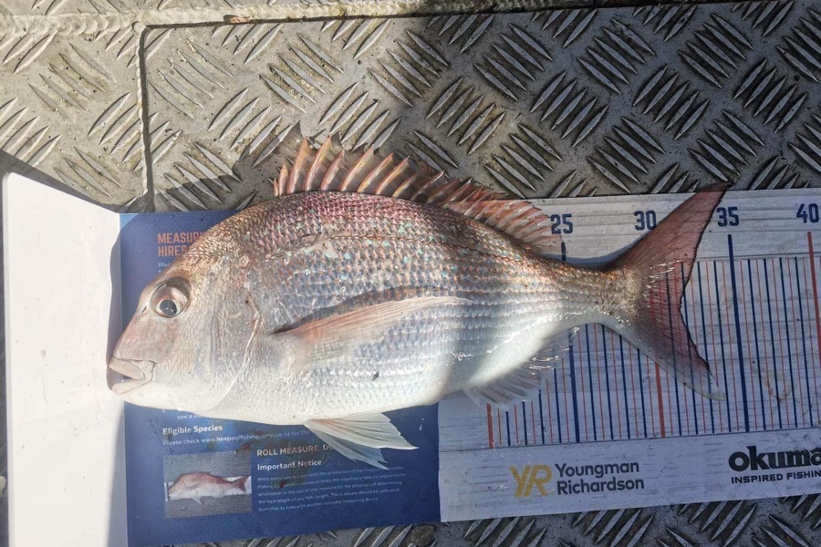 Rowan Young caught this 31.5cm Snapper at Tasman bay during The Hirepool Baitmates Fishing Comp