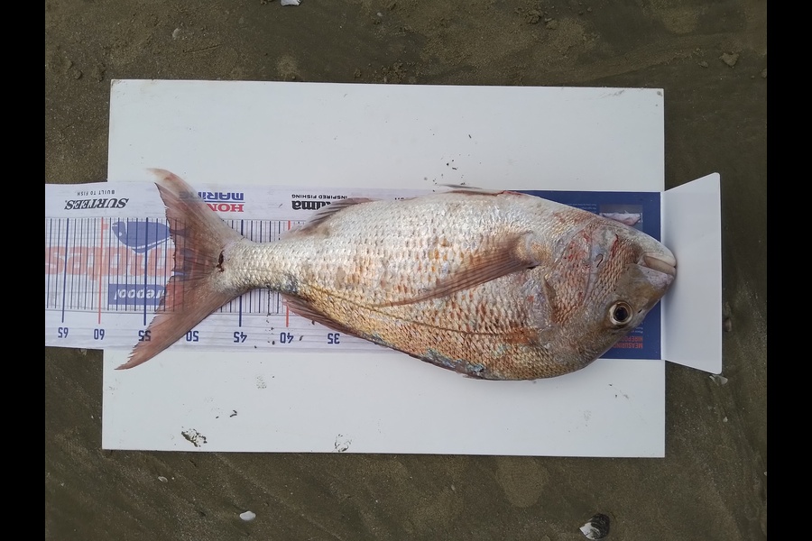 William Samson caught this 52cm Snapper at 90 mile beach during The Hirepool Baitmates Fishing Comp