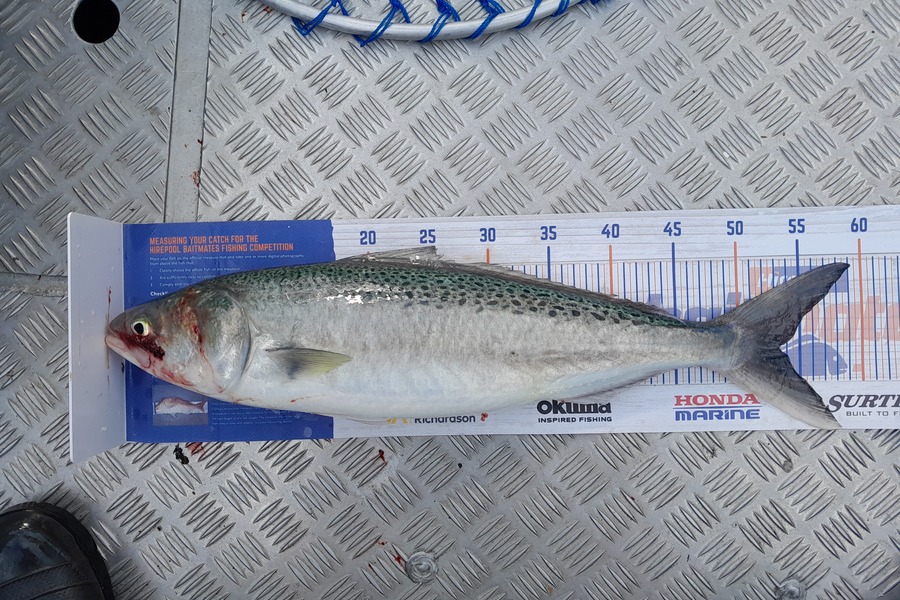 Rhys  Llewellyn  caught this 53.5cm Kahawai at Napier during The Hirepool Baitmates Fishing Comp