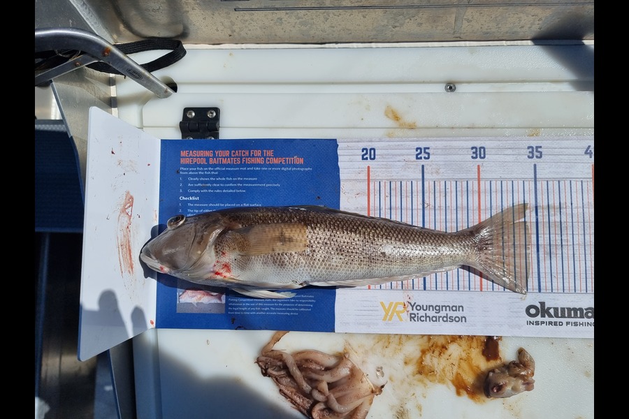 Clinton Gapper caught this 34cm Blue Cod at Tory Channel during The Hirepool Baitmates Fishing Comp