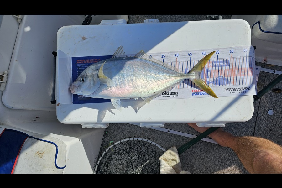 Matt Macfie caught this 48.0cm Trevally at Raglan Harbour  during The Hirepool Baitmates Fishing Comp