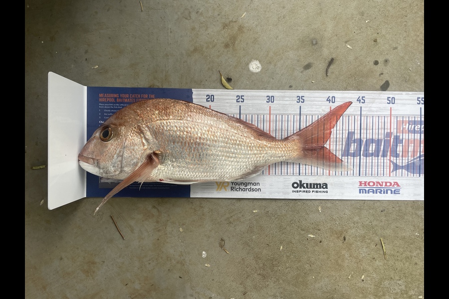 Erin Mcloughlin caught this 39cm Snapper at Hauraki Gulf during The Hirepool Baitmates Fishing Comp