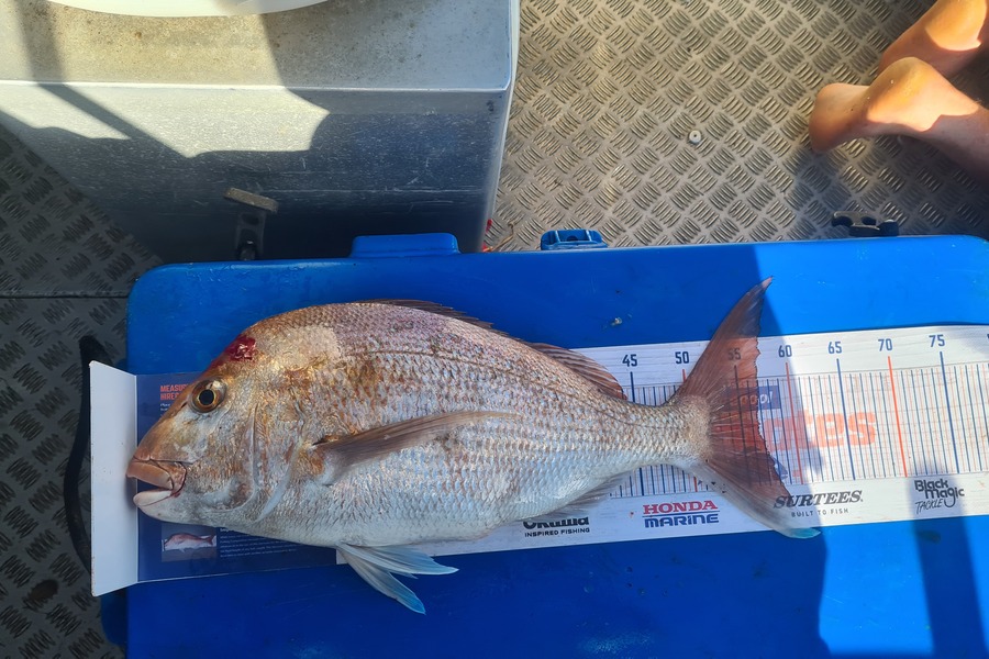 Mitchell Lindsay caught this 56.5cm Snapper at Manukau during The Hirepool Baitmates Fishing Comp