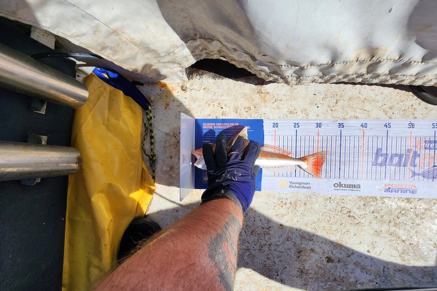 Sean Pleasants caught this 31.0cm Gurnard at Tiri during The Hirepool Baitmates Fishing Comp