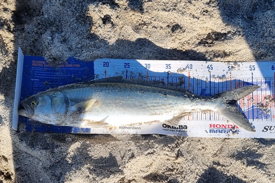 Michael Brown caught this 51.0cm Kahawai at Bop during The Hirepool Baitmates Fishing Comp