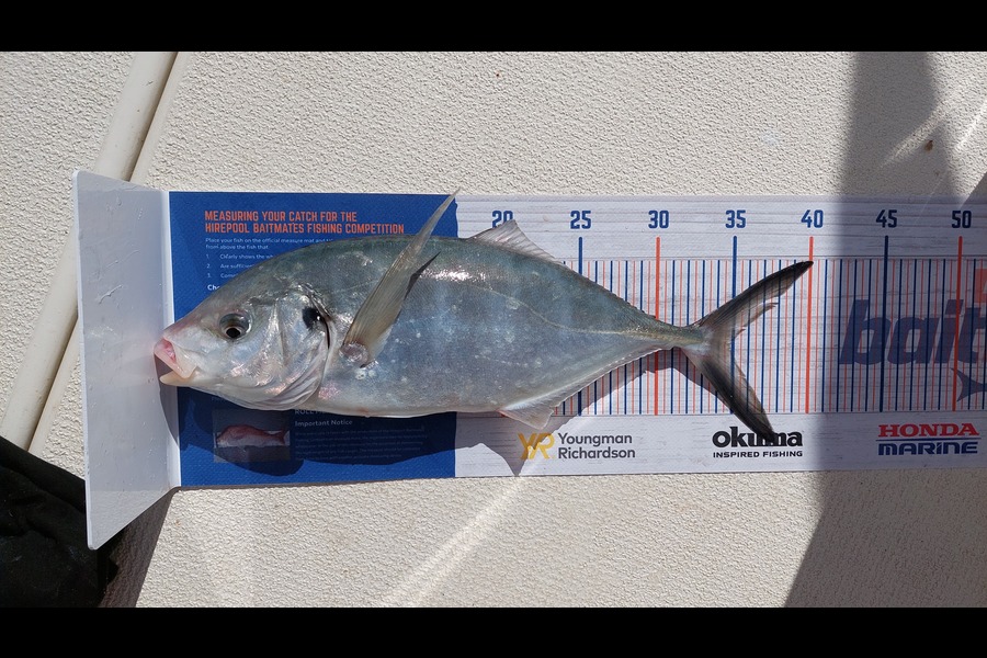 Richard Laker caught this 34.5cm Trevally at Waihehe during The Hirepool Baitmates Fishing Comp