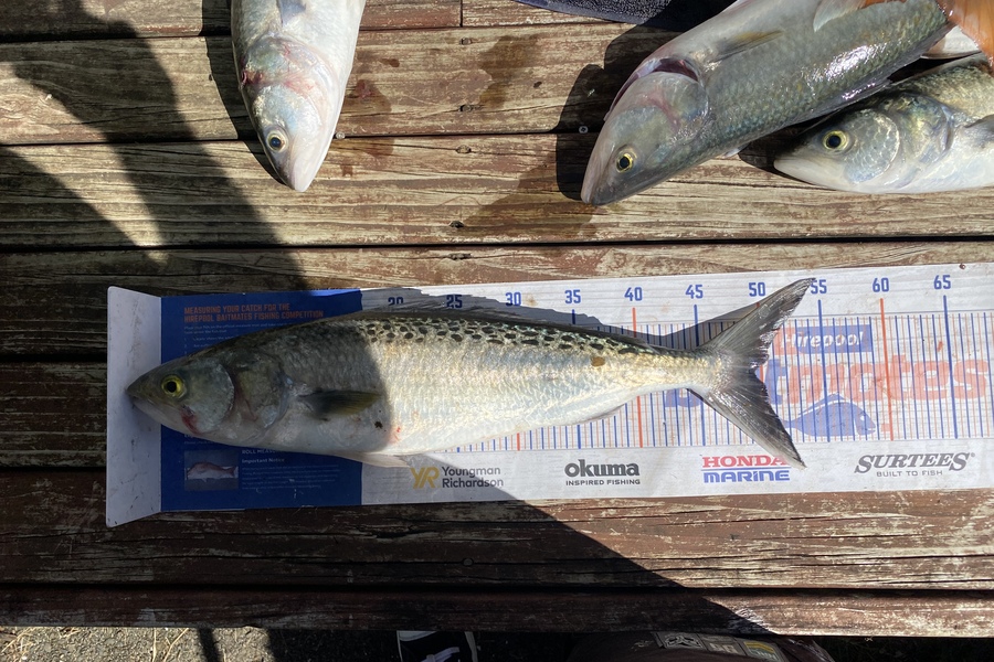 Chris Irving caught this 49.5cm Kahawai at Kaipara during The Hirepool Baitmates Fishing Comp
