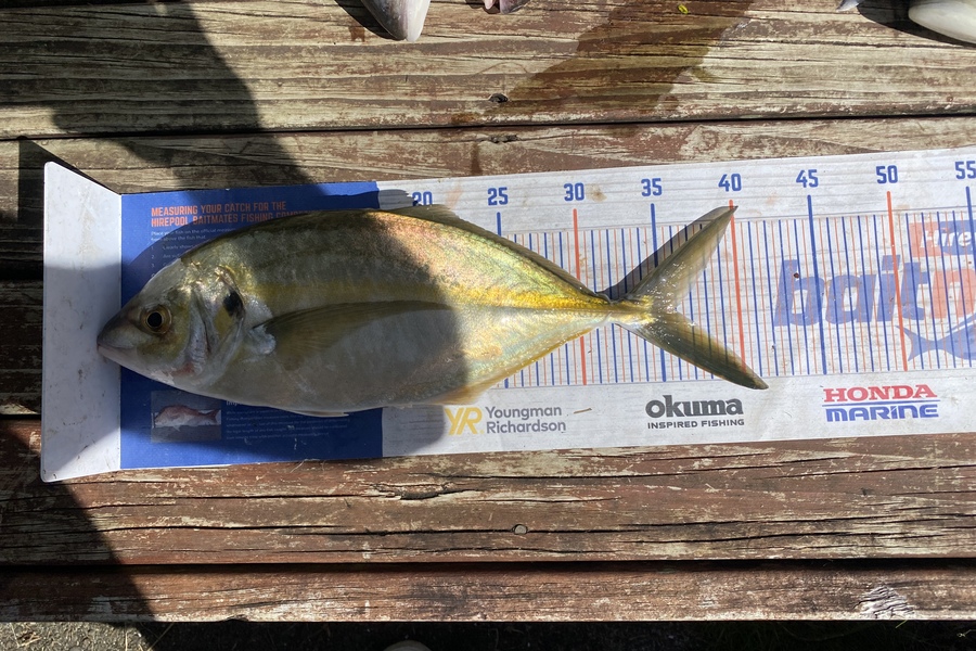 Chris Irving caught this 35.5cm Trevally at Kaipara during The Hirepool Baitmates Fishing Comp