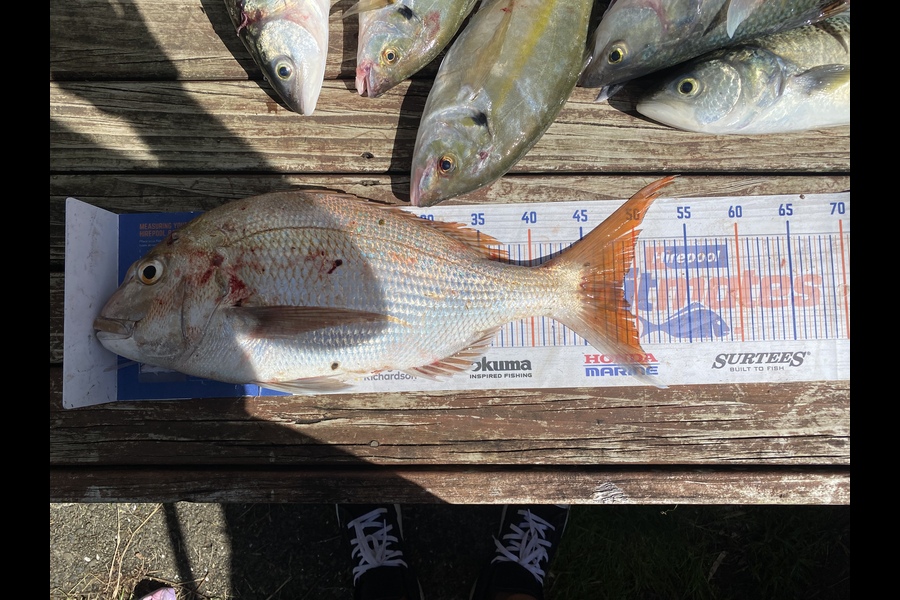 Chris Irving caught this 48.5cm Snapper at Kaipara during The Hirepool Baitmates Fishing Comp
