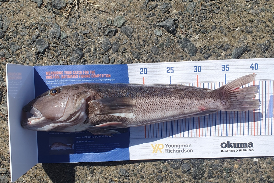 Willem Coetzer caught this 40.5cm Blue Cod at Little barrier during The Hirepool Baitmates Fishing Comp