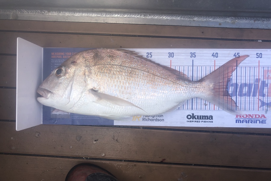 Flynn Wright caught this 43.0cm Snapper at Kaiawa during The Hirepool Baitmates Fishing Comp