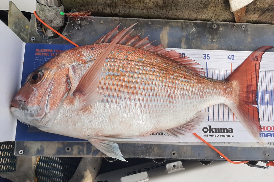 Juergen Boucher caught this 44.5cm Snapper at Hawkes Bay during The Hirepool Baitmates Fishing Comp