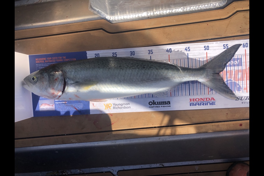 Flynn Wright caught this 53.0cm Kahawai at Firth of Thames during The Hirepool Baitmates Fishing Comp