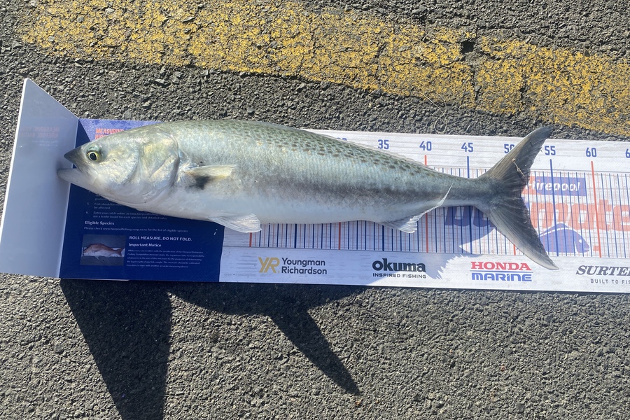 Cameron Coxhead caught this 51.0cm Kahawai at Tauranga Harbour during The Hirepool Baitmates Fishing Comp
