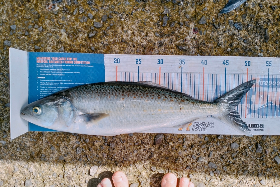 Bailey Cornelder caught this 47.0cm Kahawai at Tga during The Hirepool Baitmates Fishing Comp