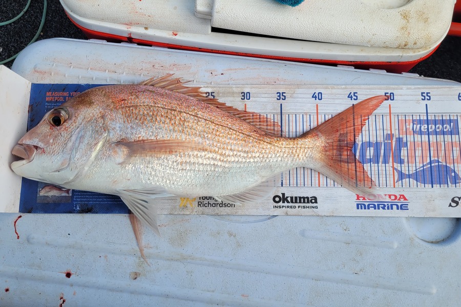 Greg Robinson caught this 44.0cm Snapper at Firth thames during The Hirepool Baitmates Fishing Comp