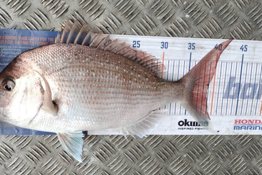 Tim  McKenzie caught this 38.5cm Snapper at Napier during The Hirepool Baitmates Fishing Comp