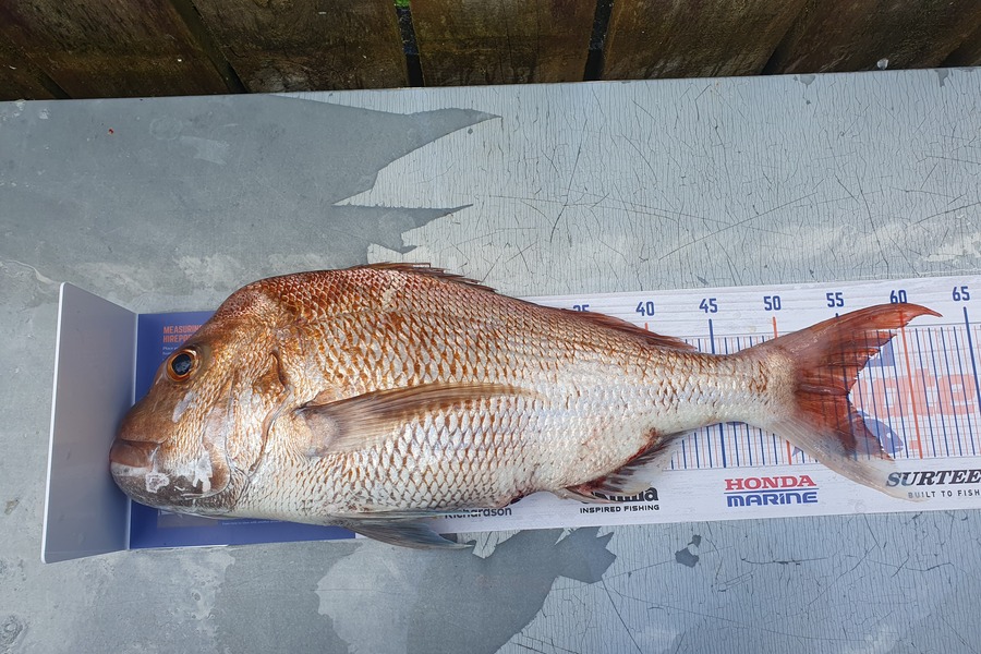 Blair Dobson caught this 55.0cm Snapper at Waikawau during The Hirepool Baitmates Fishing Comp
