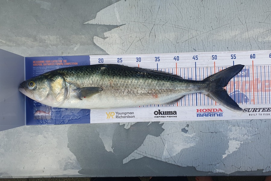 Blair Dobson caught this 51.5cm Kahawai at Waikawau during The Hirepool Baitmates Fishing Comp