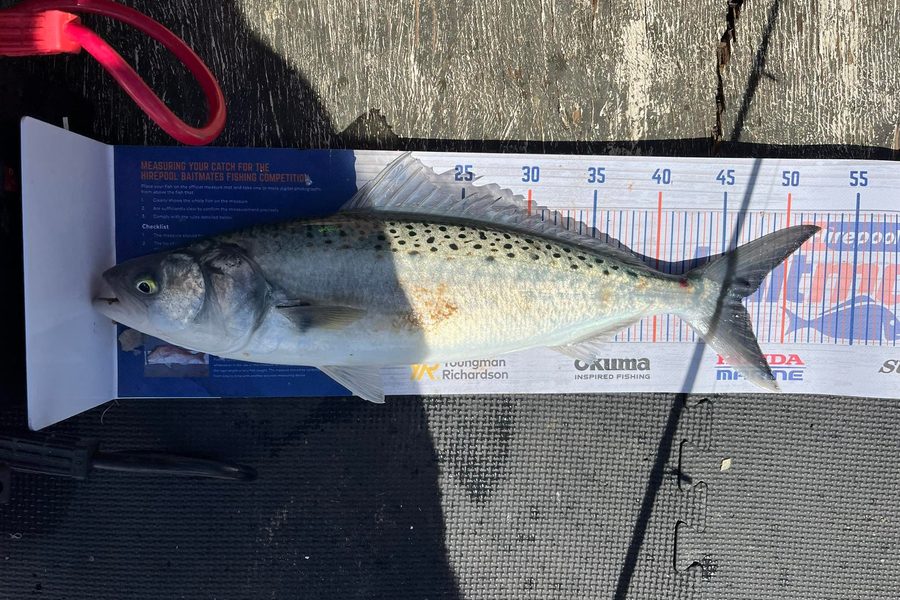 Cory Innes caught this 46.0cm Kahawai at Whangaparaoa  during The Hirepool Baitmates Fishing Comp