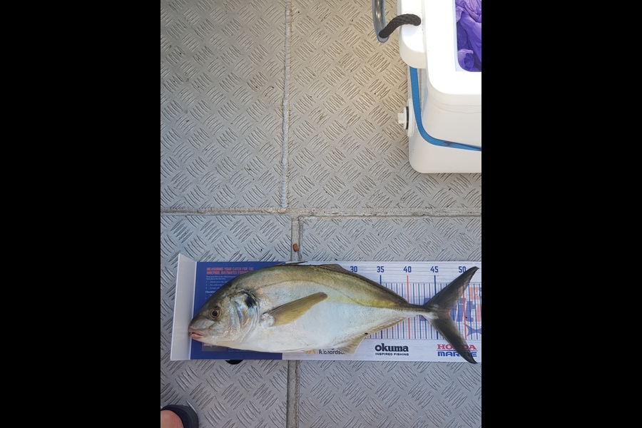 Stephen Fitzgerald caught this 47cm Trevally at Tauranga  during The Hirepool Baitmates Fishing Comp