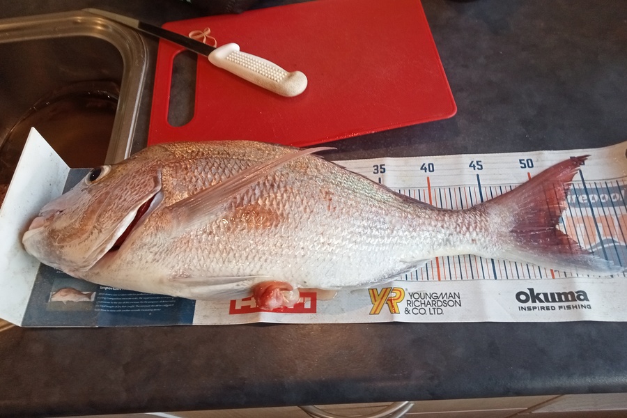 LEWIS MILLAR caught this 51cm Snapper at Whangaparaoa during The Hirepool Baitmates Fishing Comp