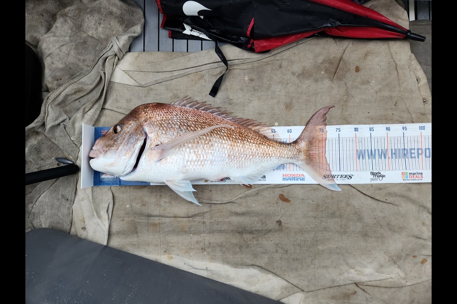 Mike Thompson caught this 70.5cm Snapper at Firth of Thames during The Hirepool Baitmates Fishing Comp