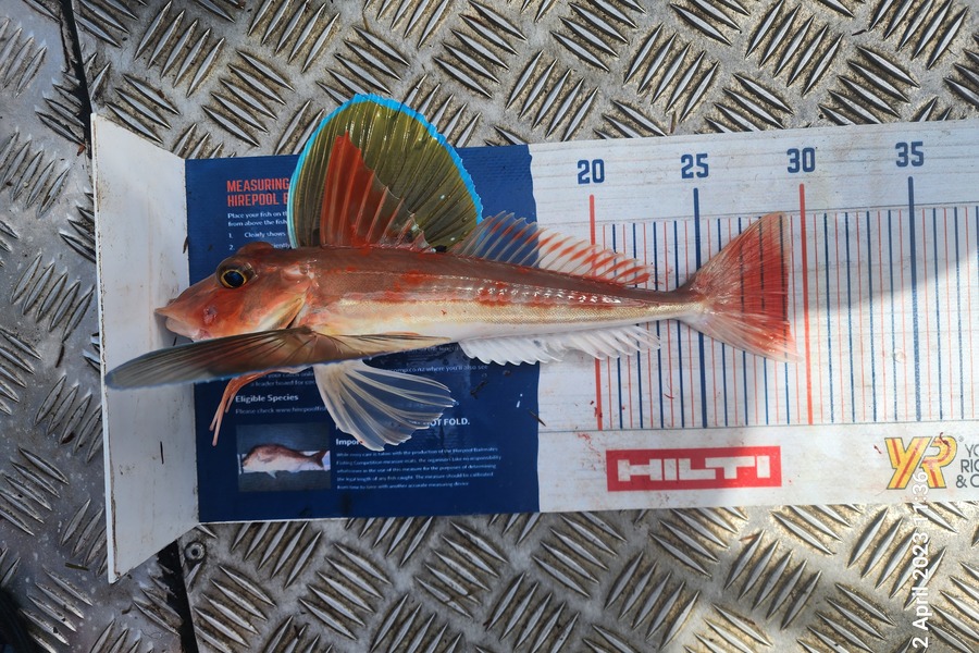 Sarel Joubert caught this 29cm Gurnard at Whangarei Harbour during The Hirepool Baitmates Fishing Comp