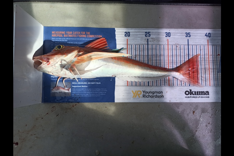 Duncan Pringle caught this 37.0cm Gurnard at Wellington harbour  during The Hirepool Baitmates Fishing Comp