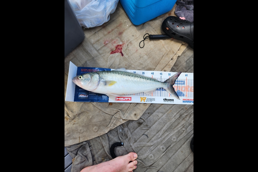 Mike Thompson caught this 52.0cm Kahawai at Firth of Thames during The Hirepool Baitmates Fishing Comp