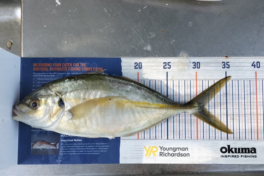 Marcus McAdams caught this 31.0cm Trevally at Whangārei  during The Hirepool Baitmates Fishing Comp